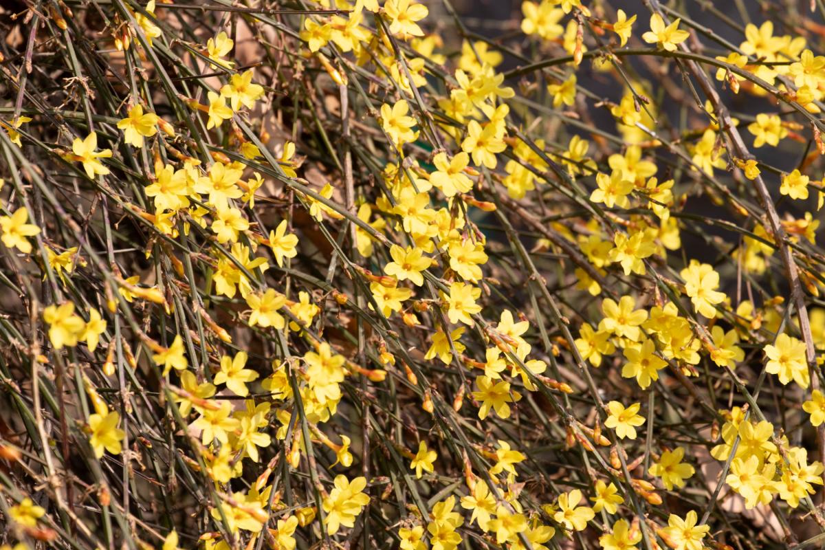 Yellow flowered winter jasmine