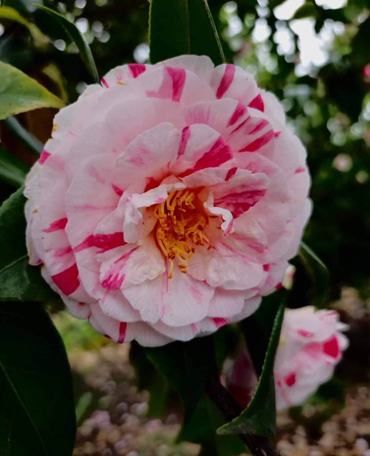 Pink and white camellia flowers