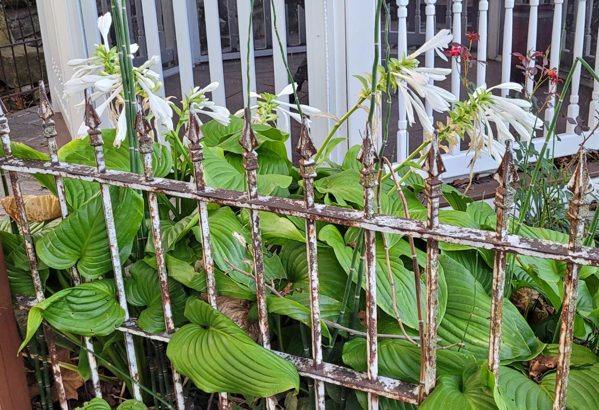 Hosta