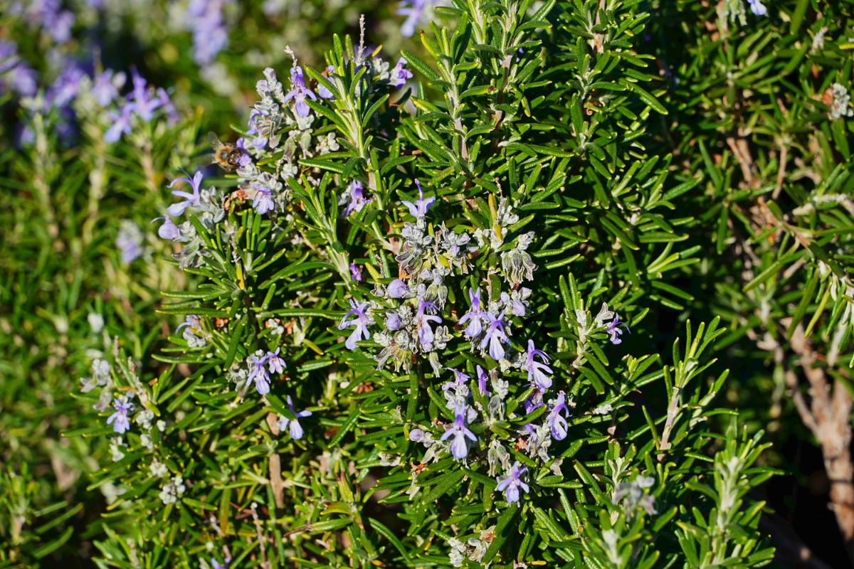 Rosemary plant in flower