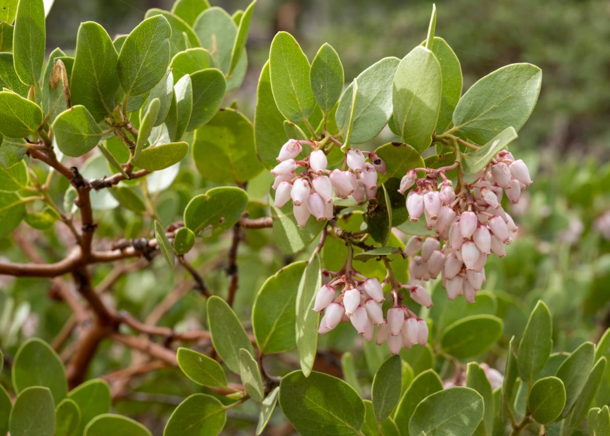 Manzanita in flower