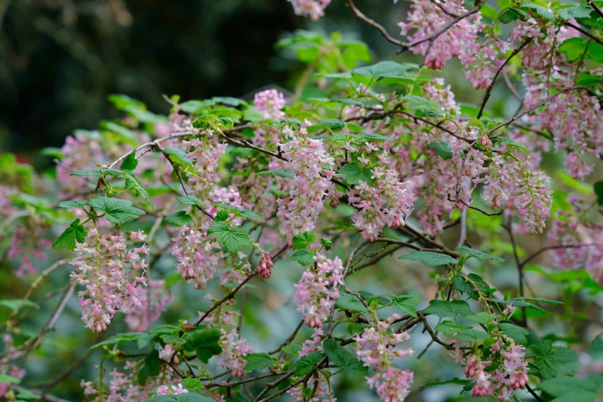 Chaparral Currants in flower