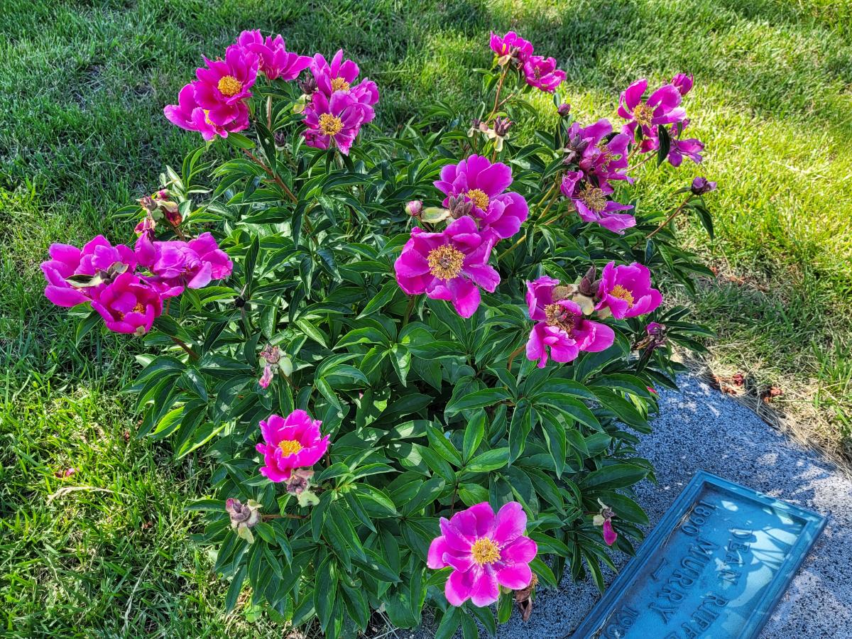 Peonies