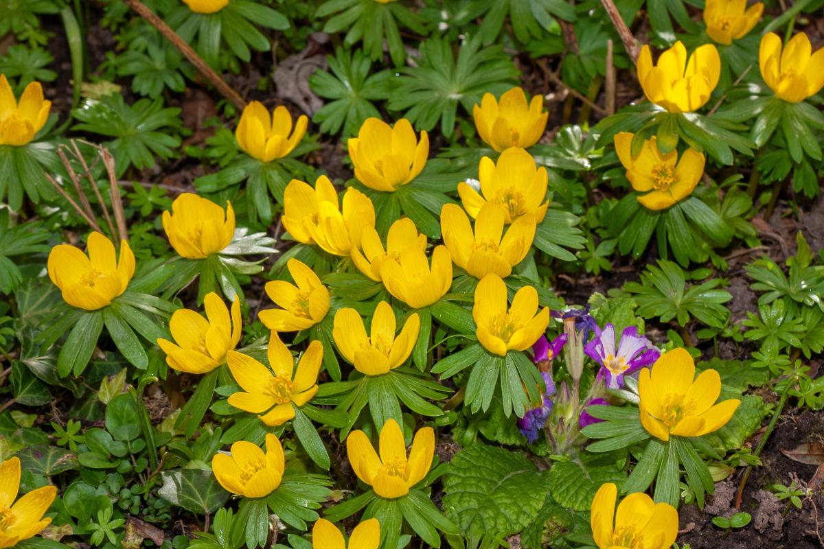 Yellow winter Aconite flowers