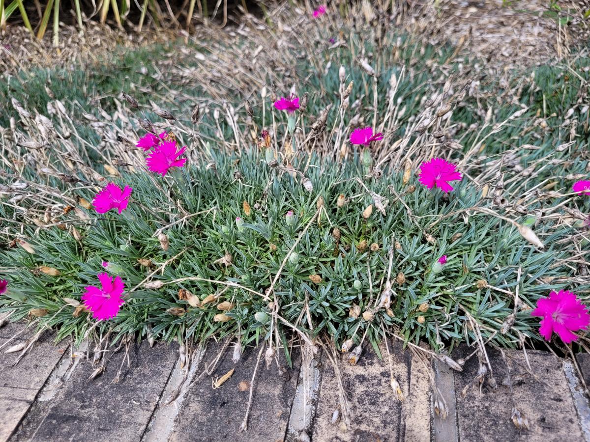 Dianthus aka pinks
