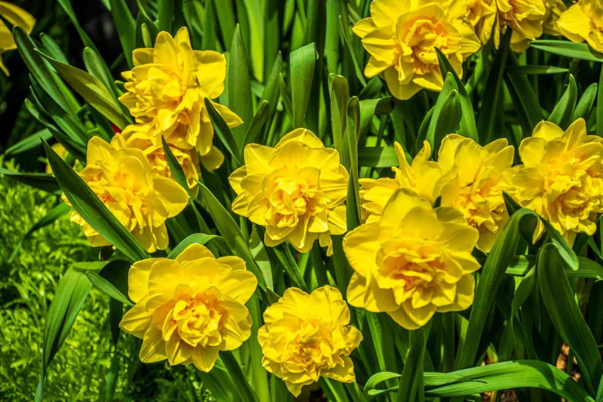 Double daffodil flowers