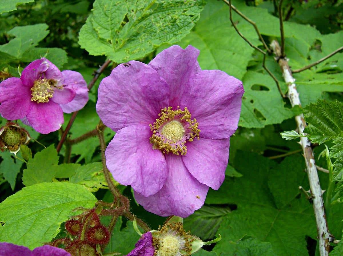 Purple flowered raspberry
