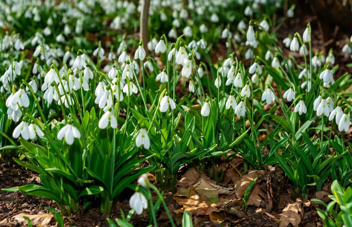 Snowdrop flowers in bloom