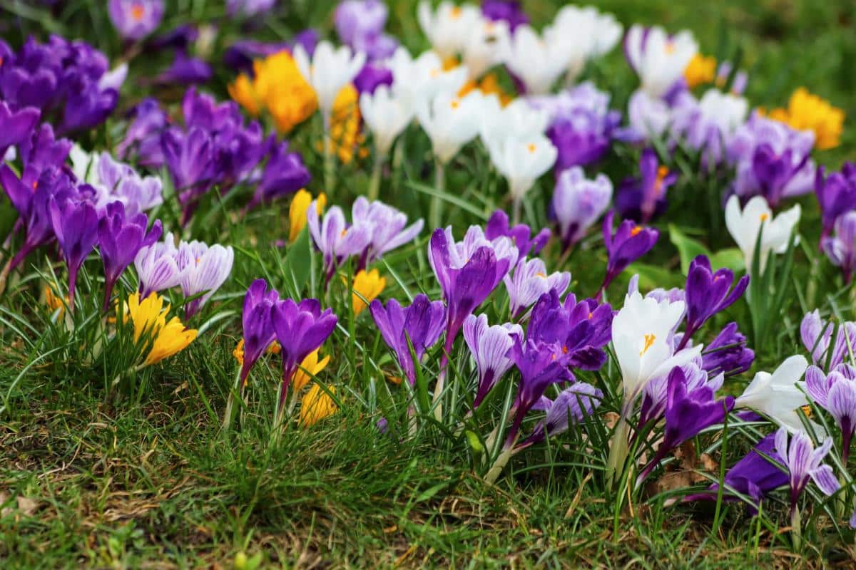 Purple, white, and yellow crocus flowers