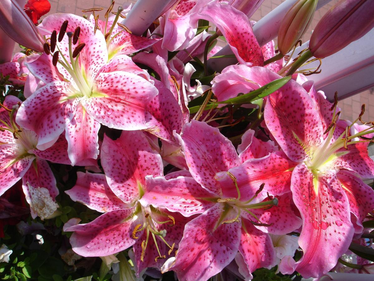 Oriental Lily