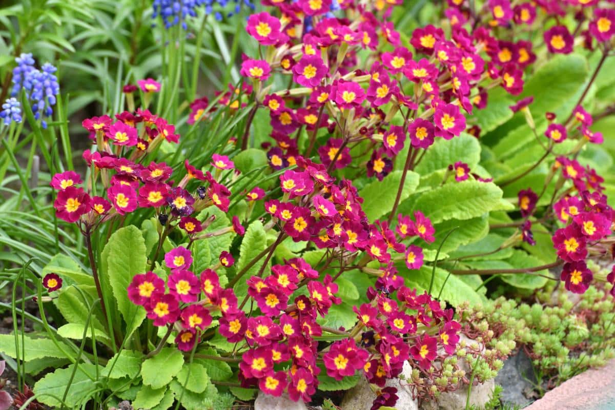 Flowering English primrose