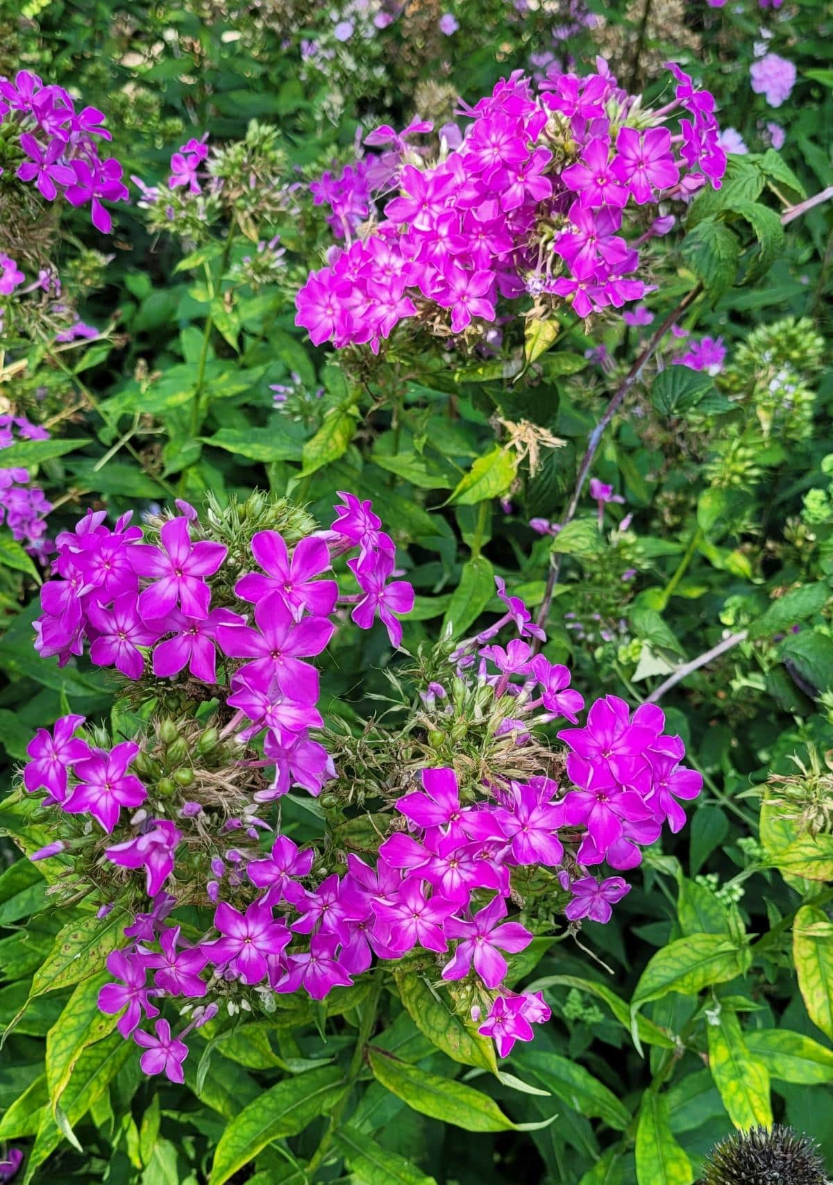Tall garden phlox