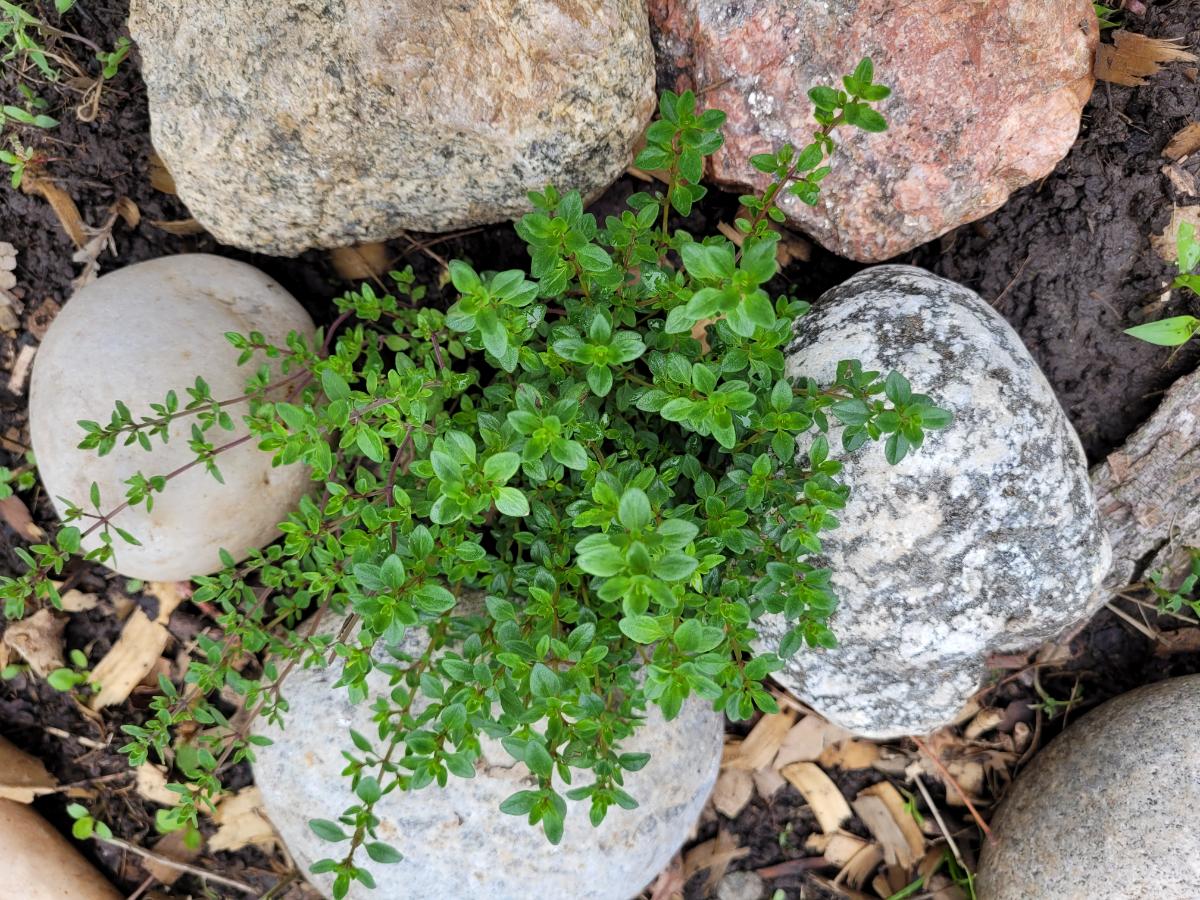 Lemon thyme