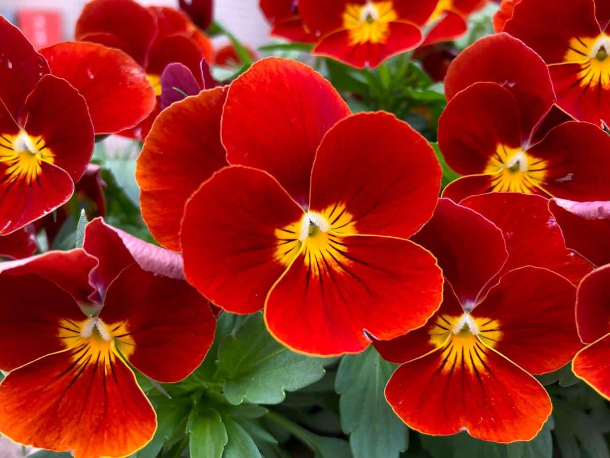 Orange pansy flowers