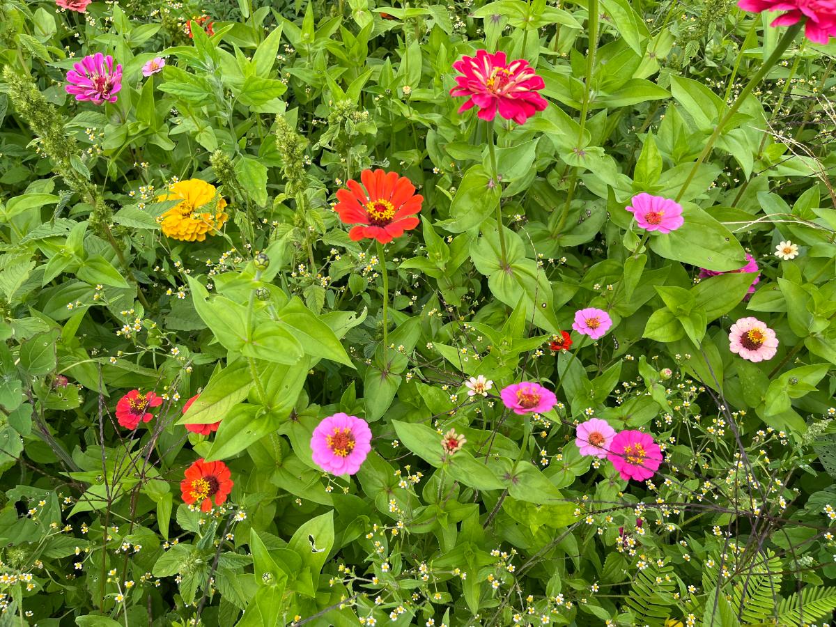 Zinnias in a wildflower patch