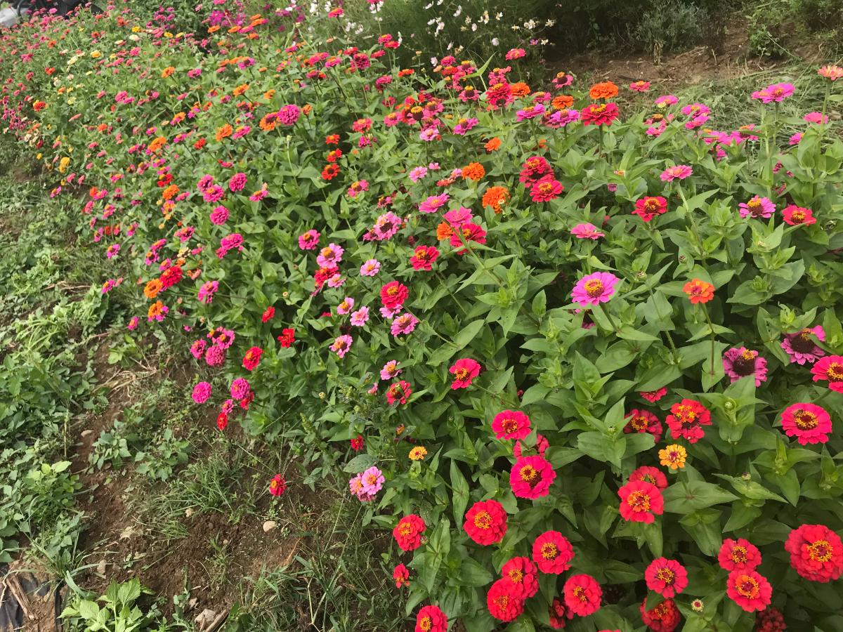 A bed of zinnias to reseed