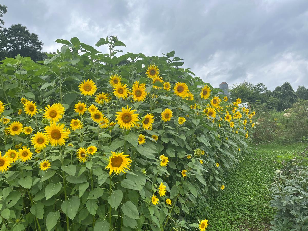 A pretty stand of sunflowers in bloom