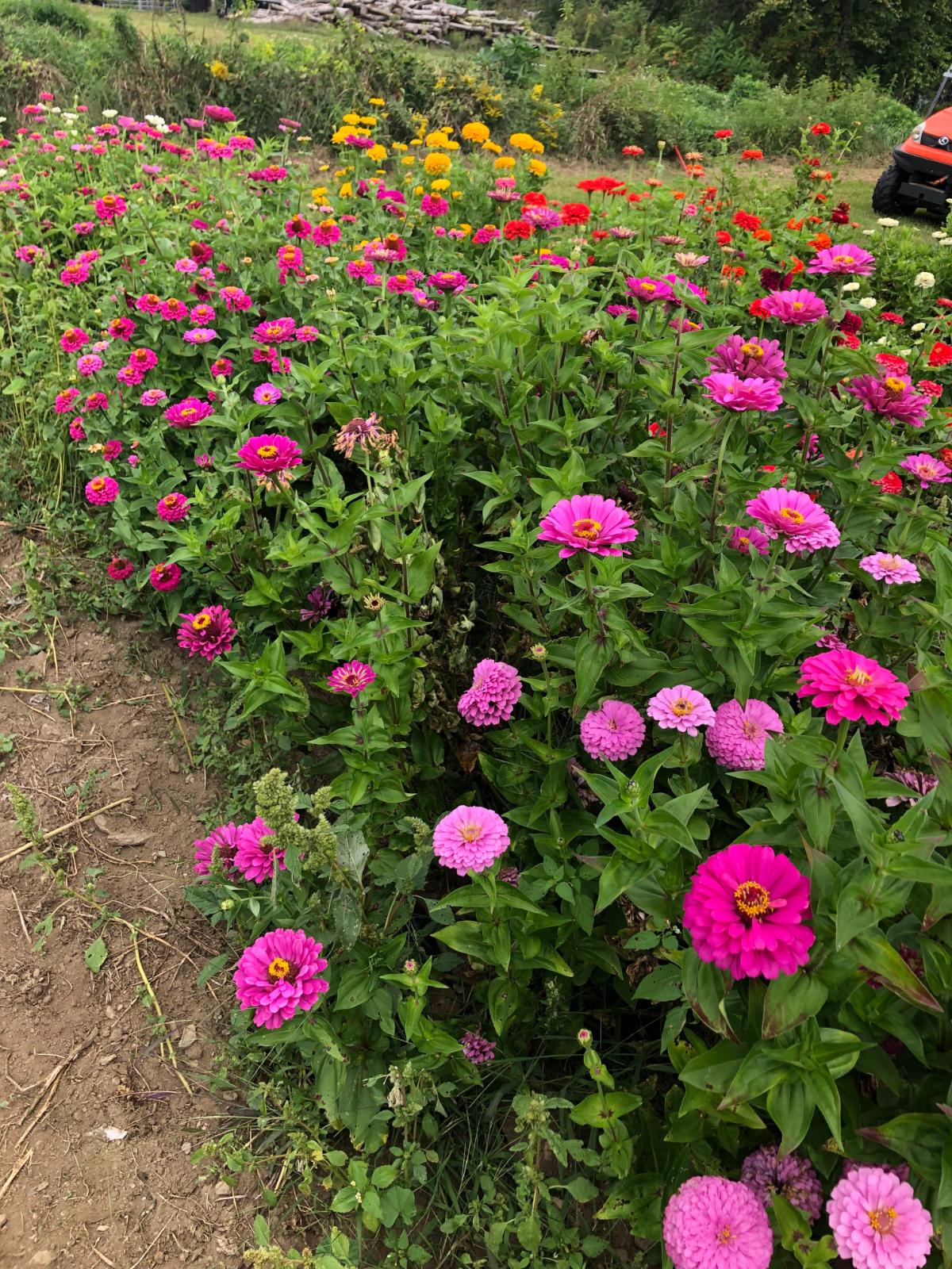 A wildflower and zinnia bed that reseeds