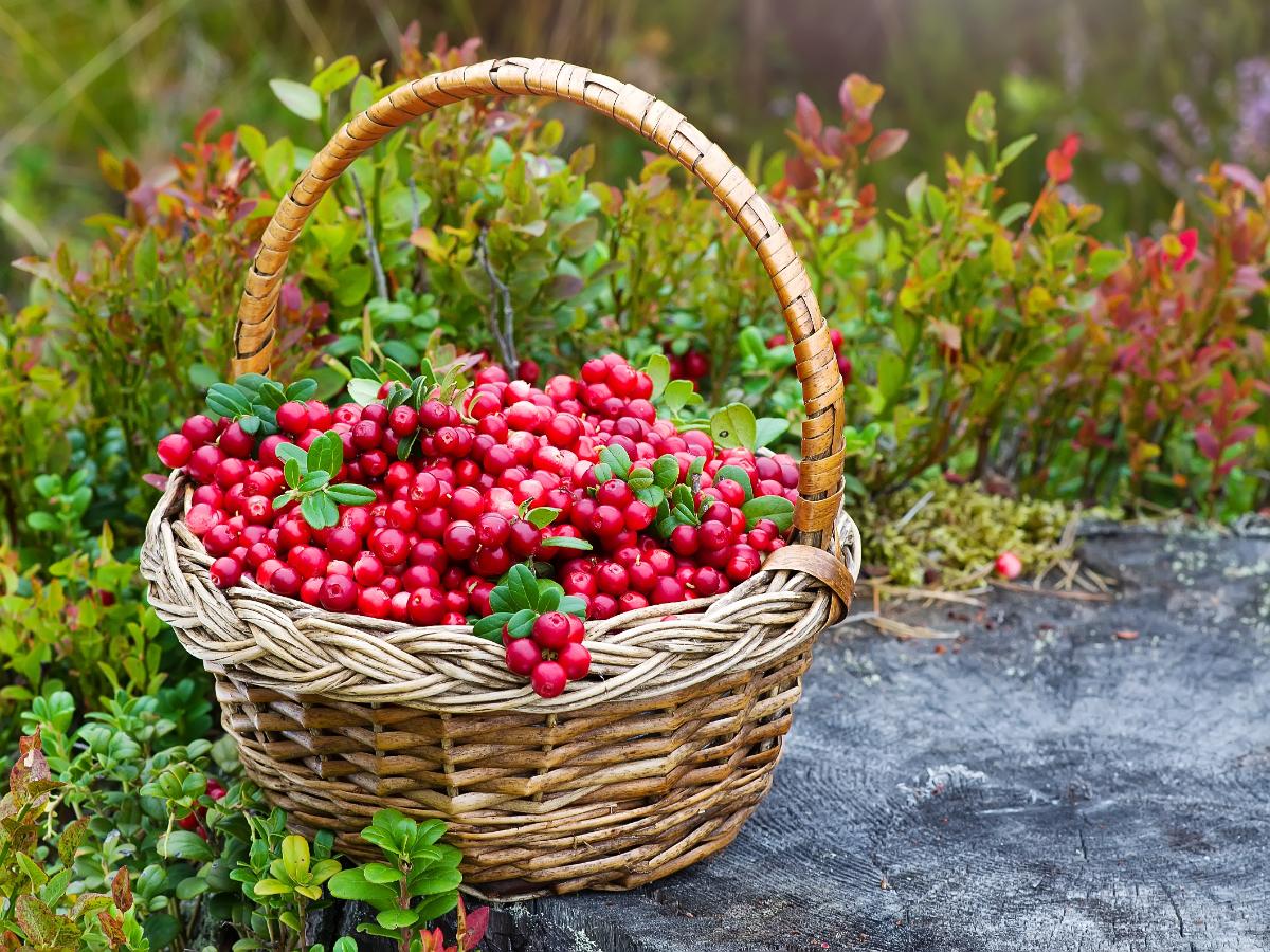 A basket of berries from fruiting ground cover plants