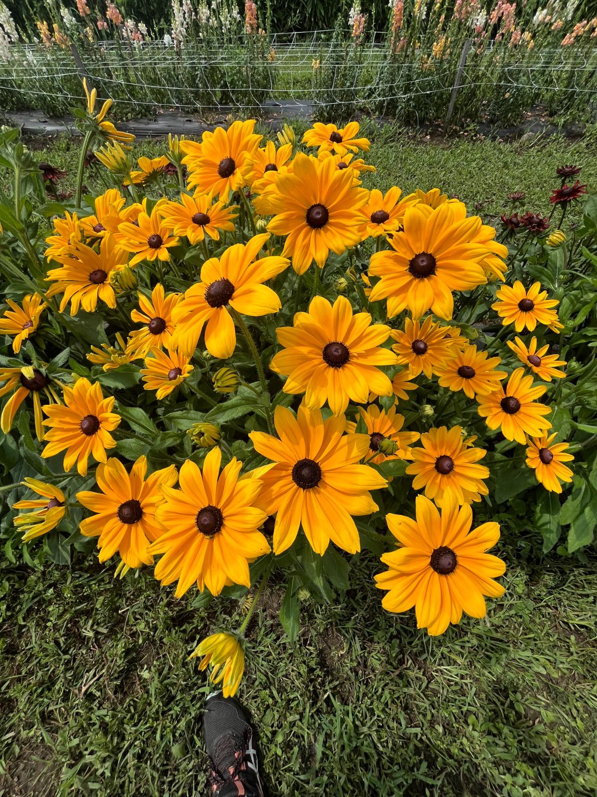 Black eyed Susans in bloom