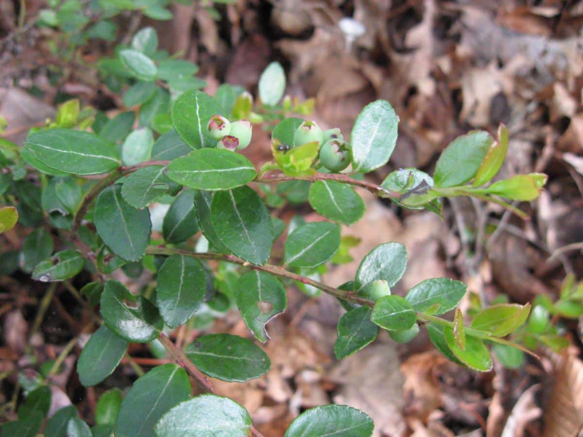 Box huckleberry