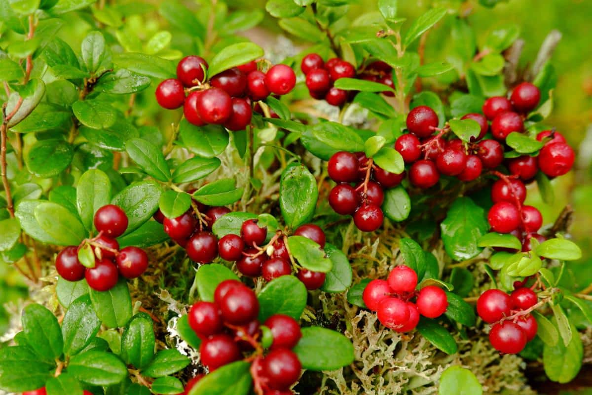 Ground cover cranberry plants