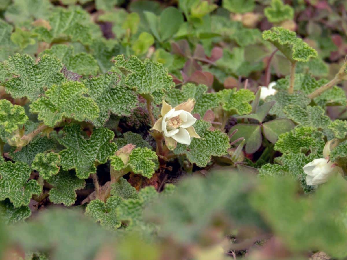 Groundcover raspberry plants