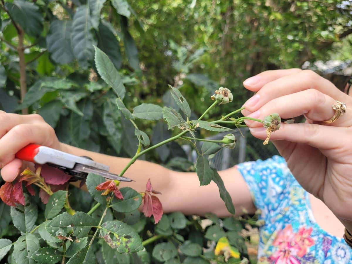 Stop deadheading roses in the fall