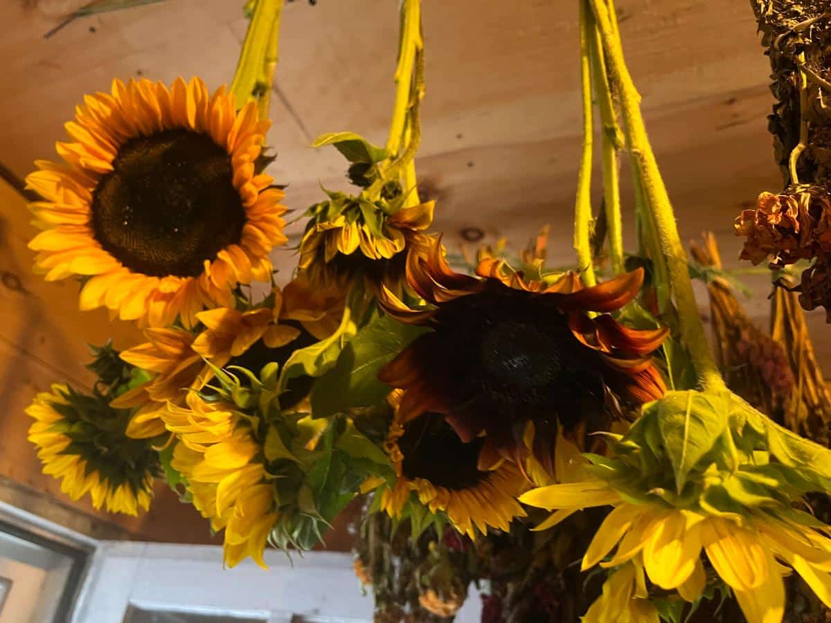 Sunflowers hanging to dry