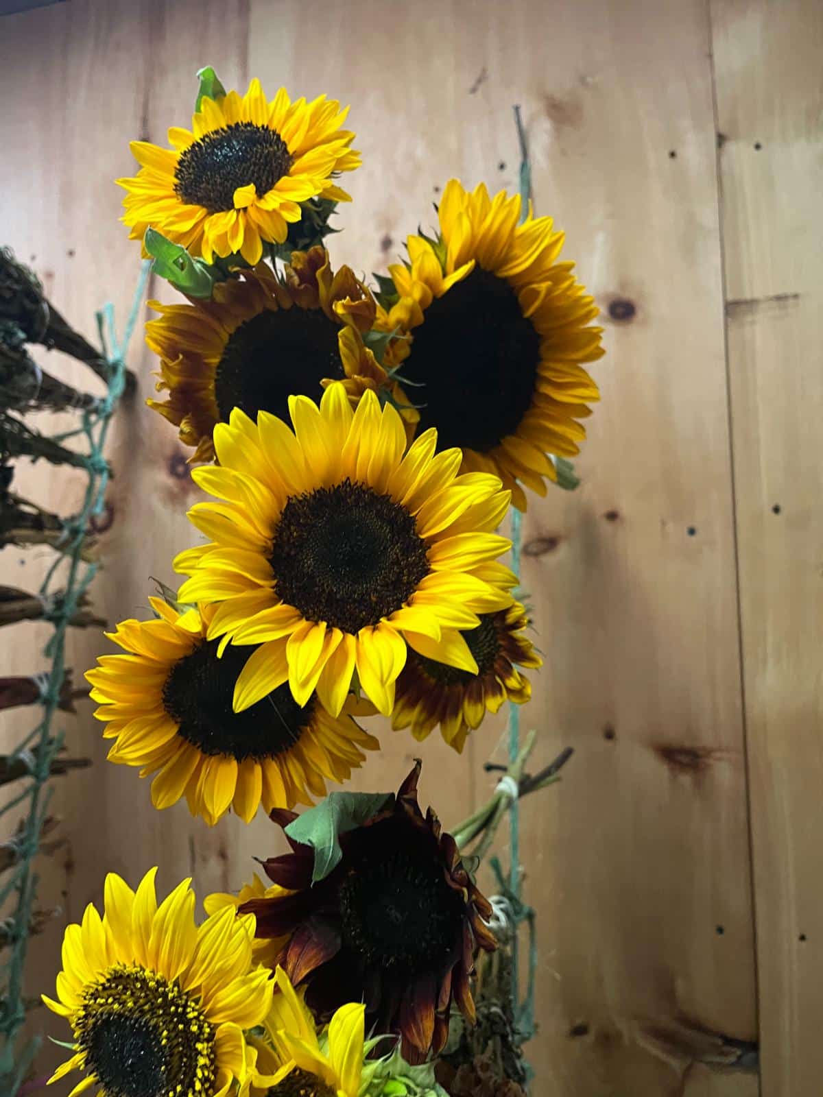 Sunflowers drying to use for decorations