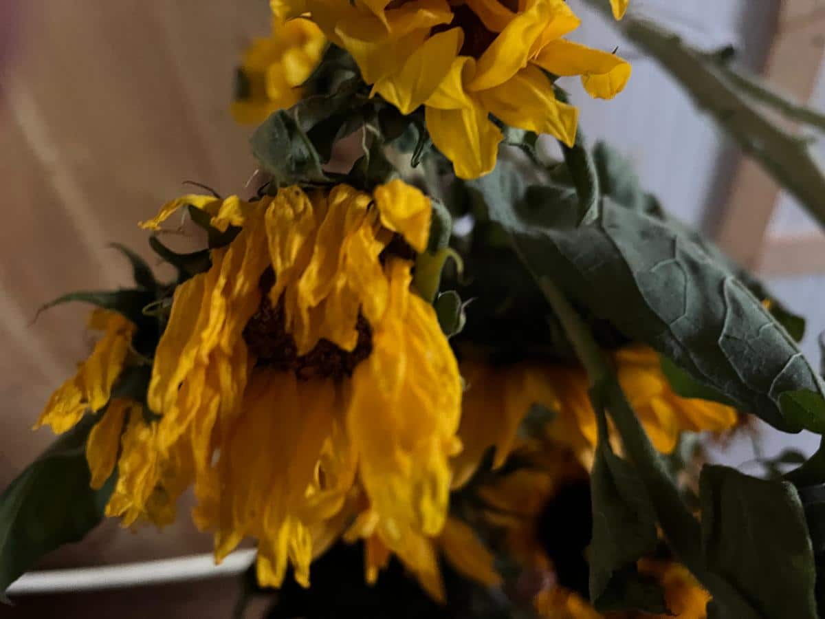 Dried sunflowers hanging