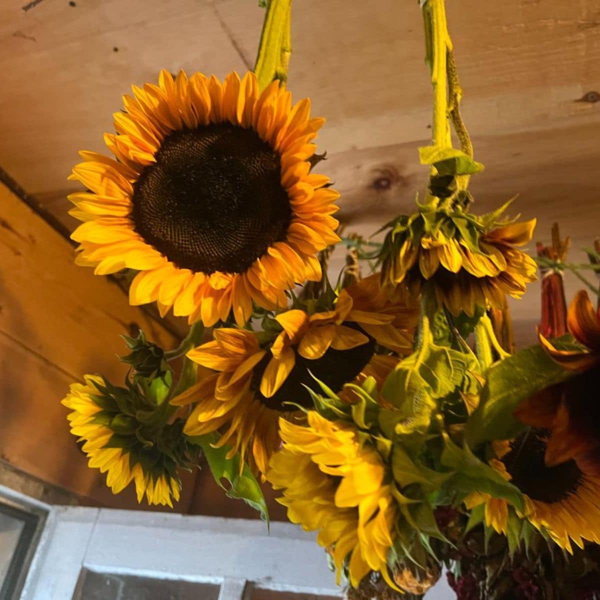 Hanging and drying sunflowers.