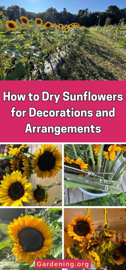 How to Dry Sunflowers for Decorations and Arrangements pinterest image.