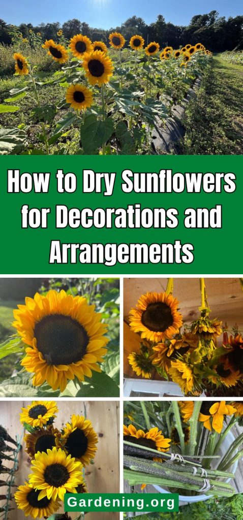 How to Dry Sunflowers for Decorations and Arrangements pinterest image.