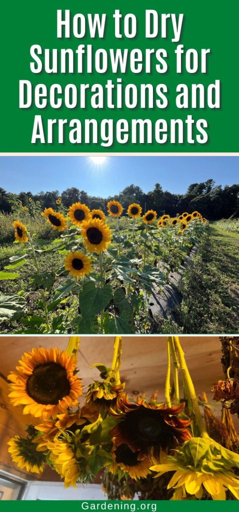 How to Dry Sunflowers for Decorations and Arrangements pinterest image.