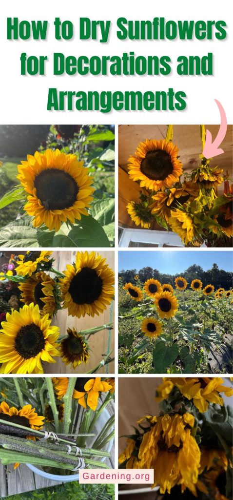 How to Dry Sunflowers for Decorations and Arrangements pinterest image.