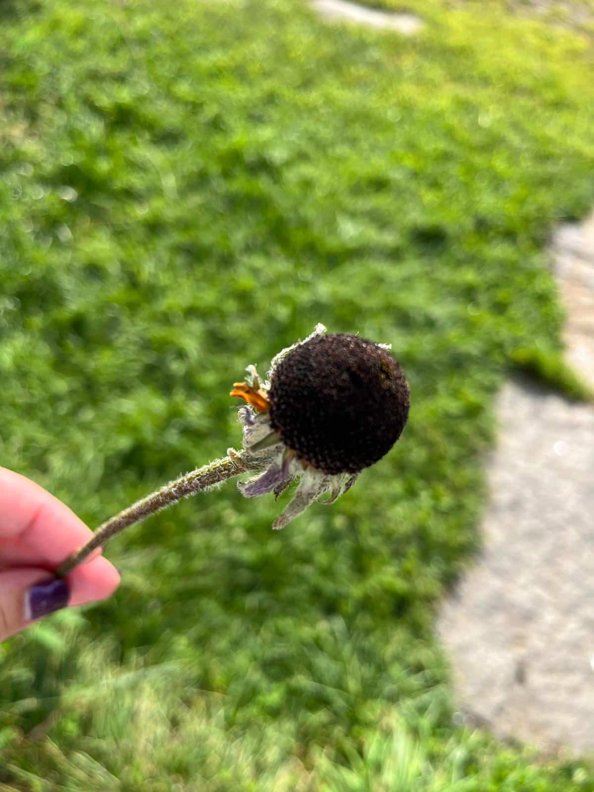 Dried Black Eyed Susan seed head for an arrangement