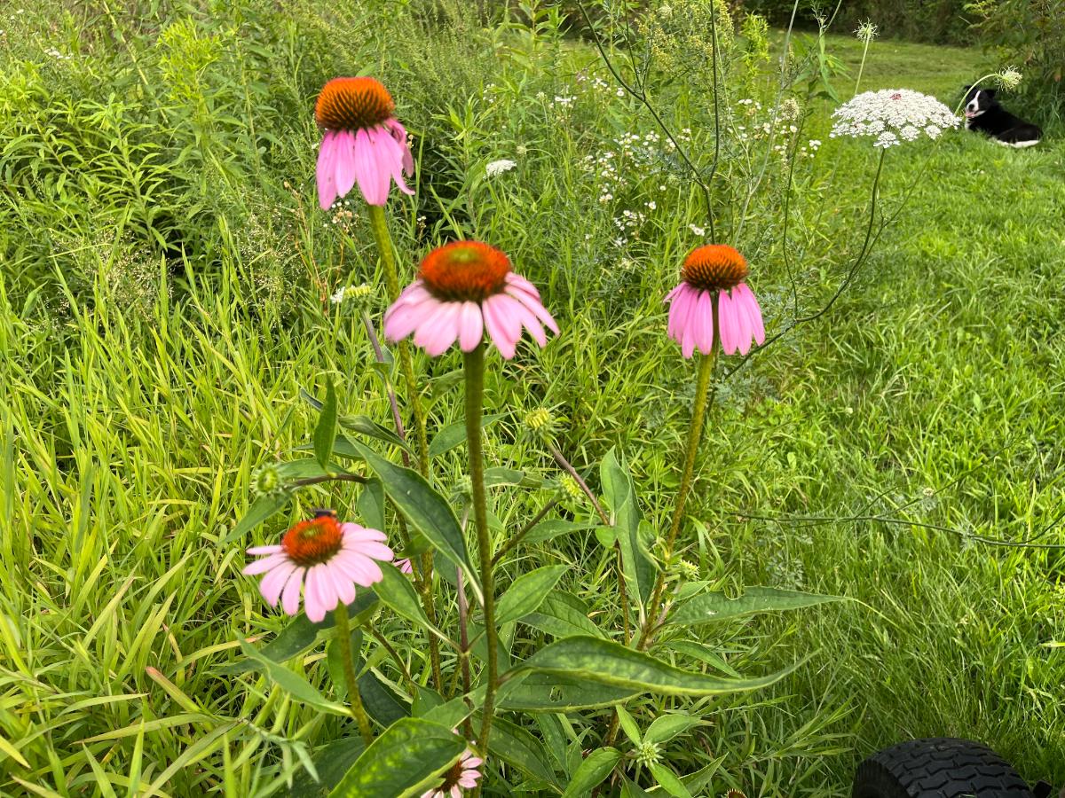 Pink Echinacea growing in the garden