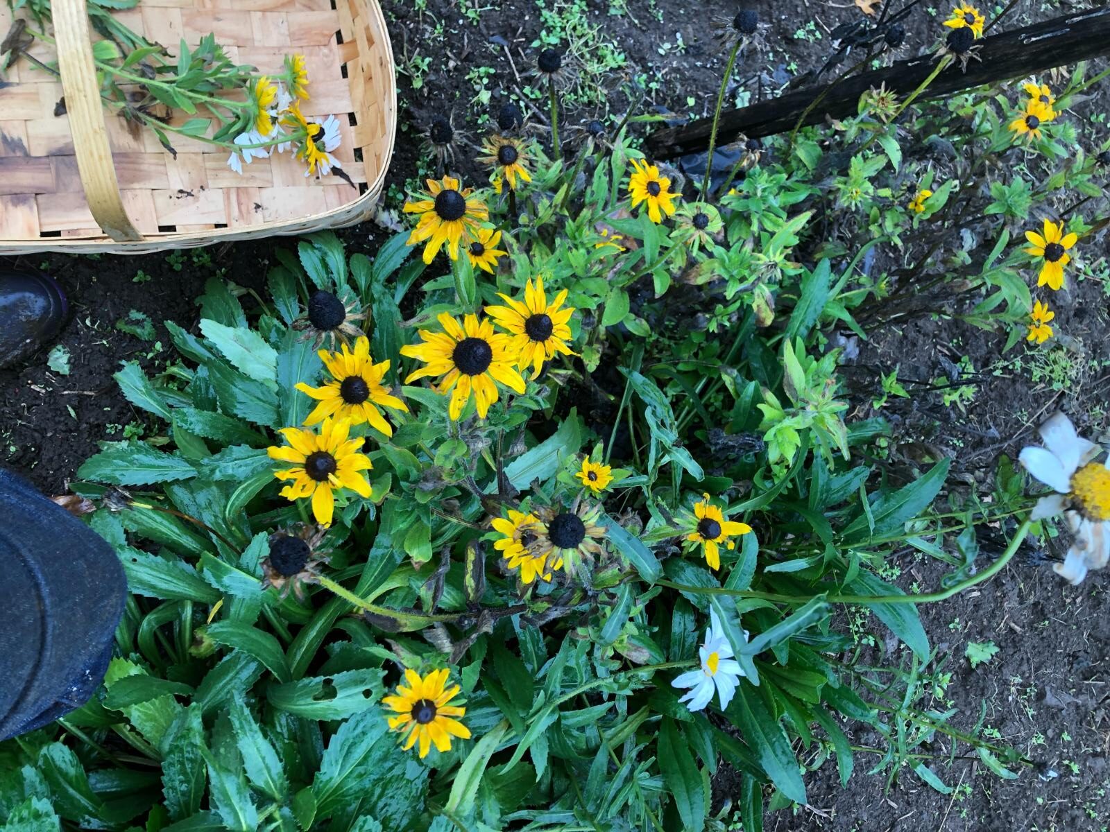 Black eyed Susans and daisies left to reseed