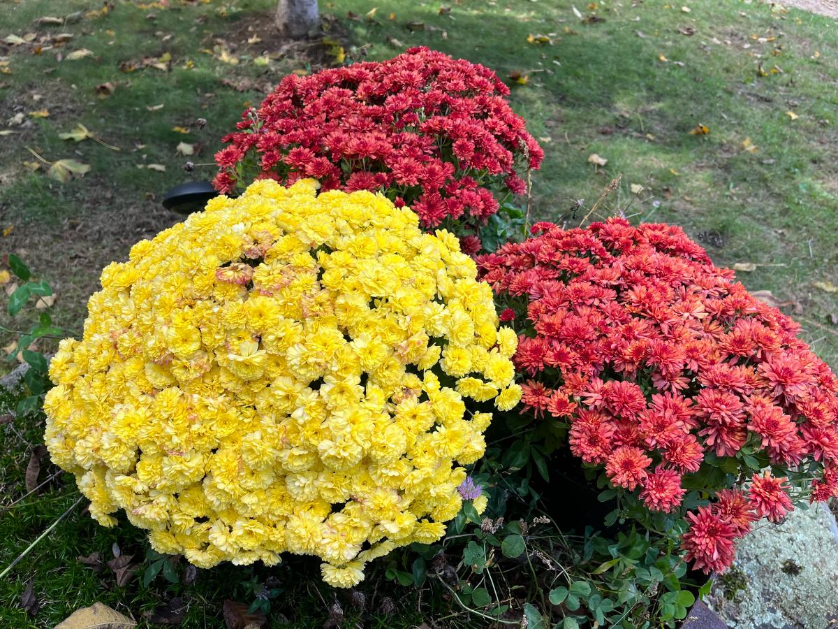 Fall Mums in bloom