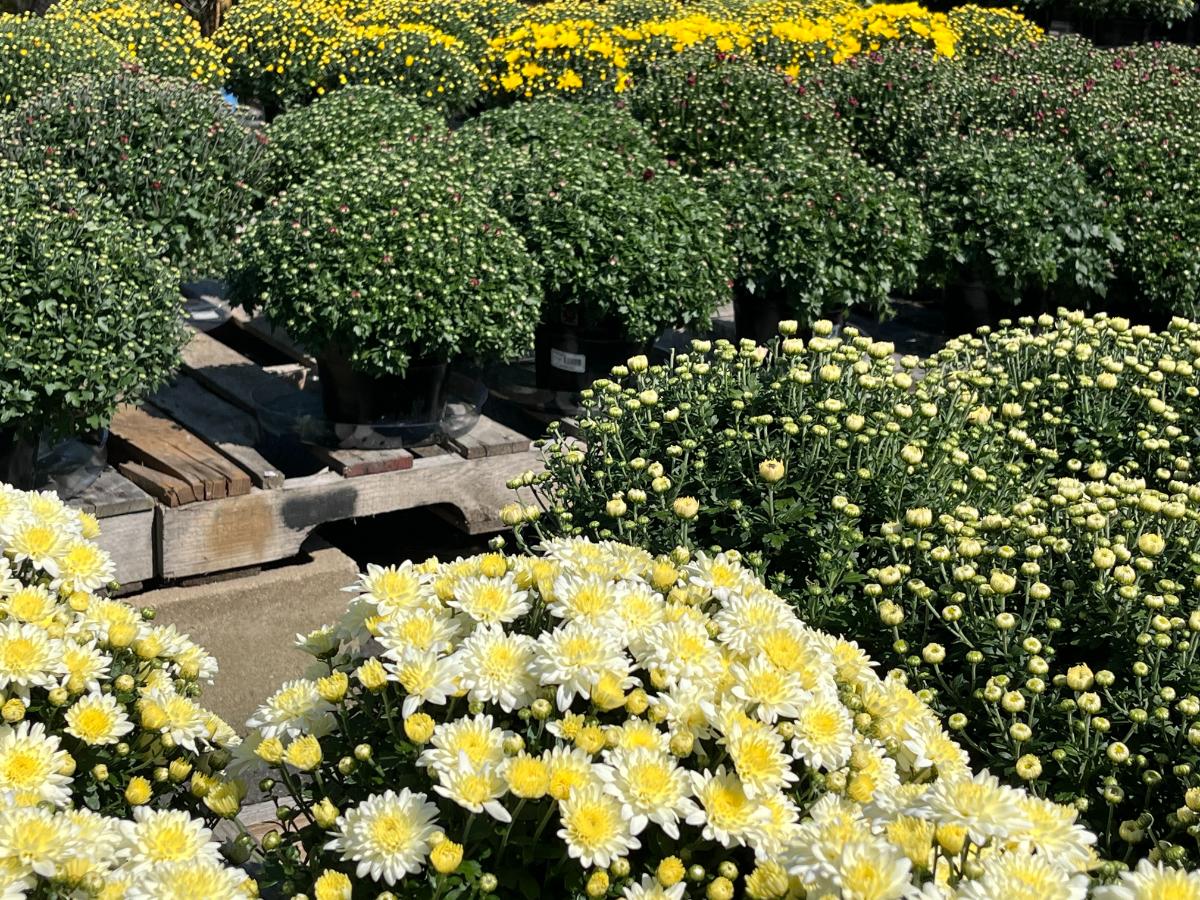 Garden center with beautiful blooming mums