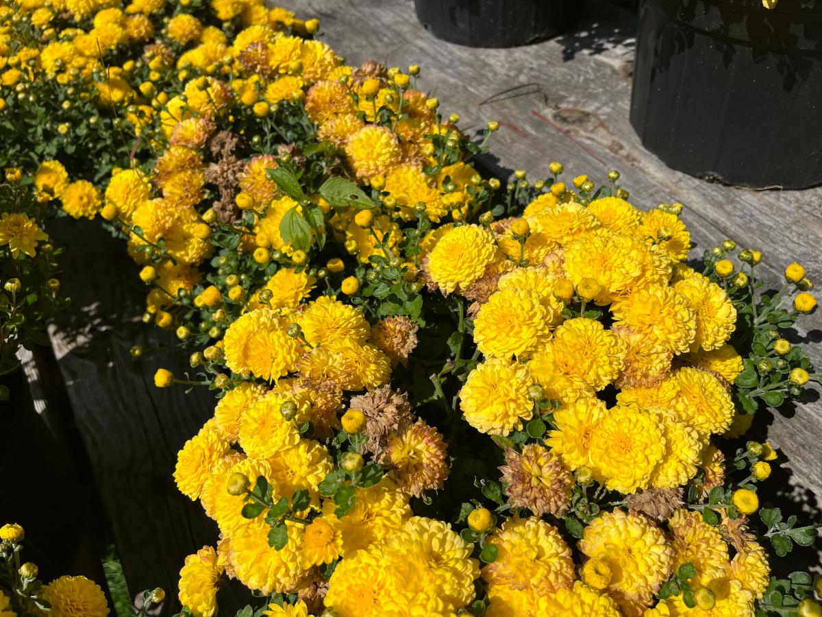 Mum plant with spent flowers