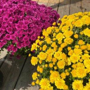 Beautiful fall mums on a porch.