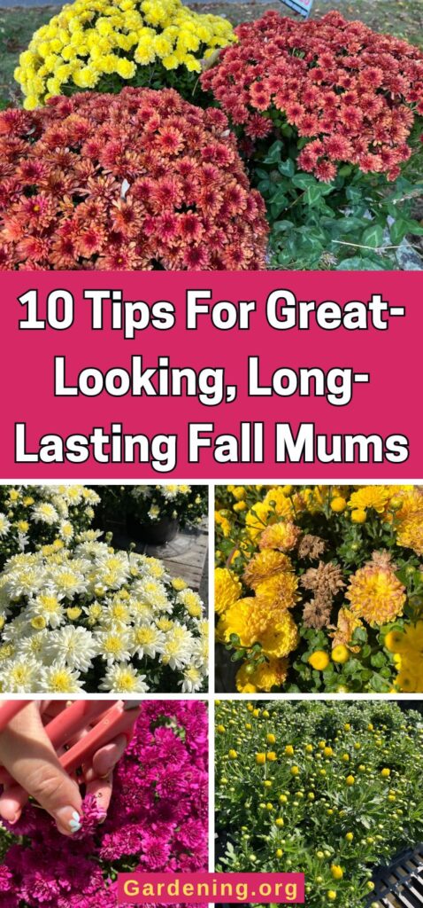 10 Tips For Great-Looking, Long-Lasting Fall Mums pinterest image.