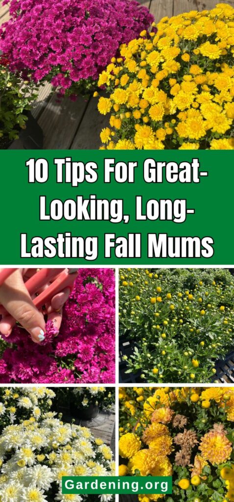 10 Tips For Great-Looking, Long-Lasting Fall Mums pinterest image.