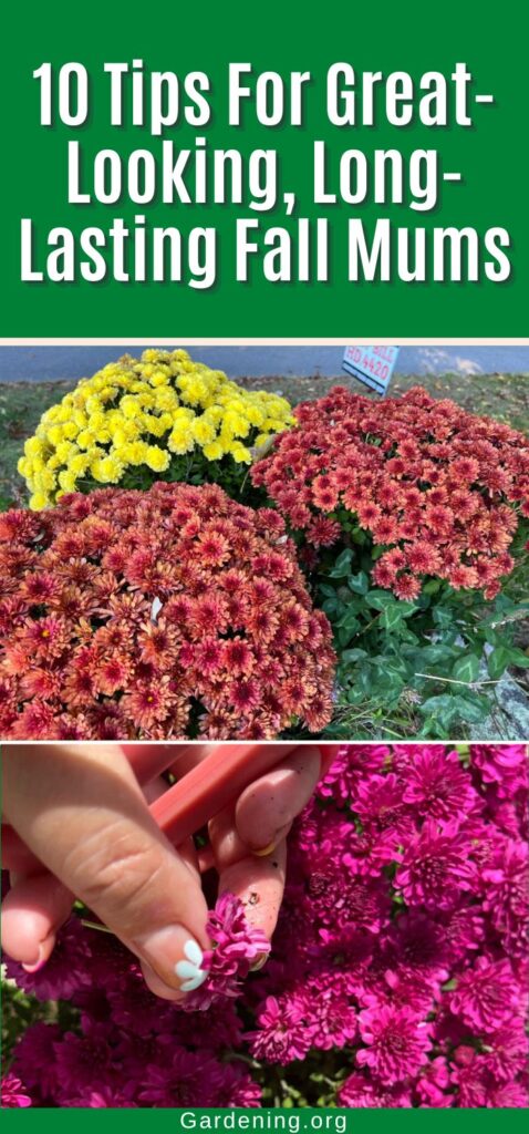 10 Tips For Great-Looking, Long-Lasting Fall Mums pinterest image.