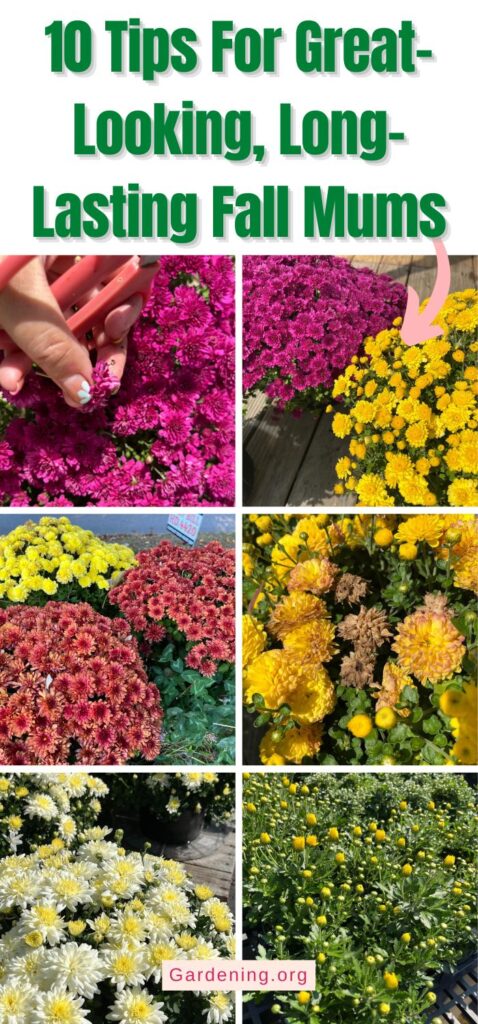 10 Tips For Great-Looking, Long-Lasting Fall Mums pinterest image.