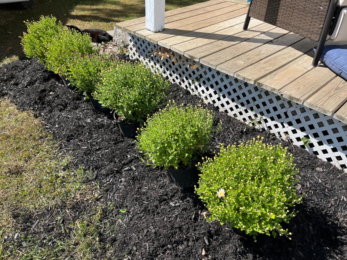 Mums to plant in the fall