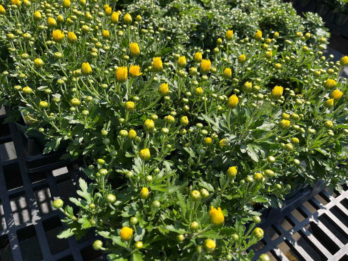 Flowers and buds in different stages on a fall mum