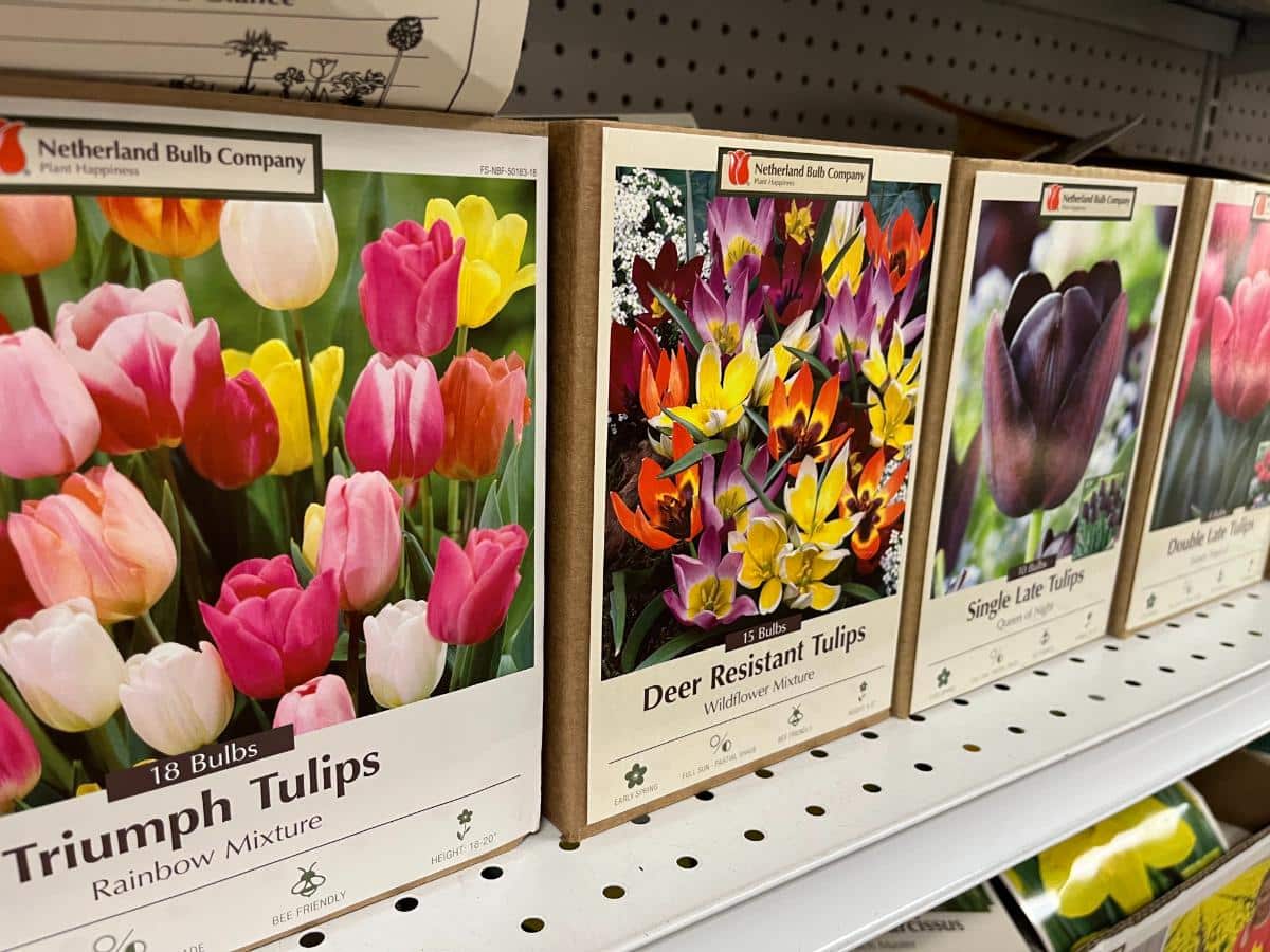 Spring flowering bulbs for sale in the fall